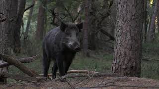 Herfst Stilte Veluwe movie [upl. by Neddie]