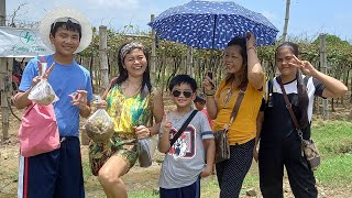 Picking Grapes  Grapes Farm Bauang La Union [upl. by Hegyera34]