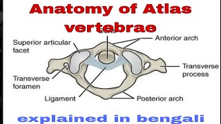 Anatomy of Atlas vertebraeC1 vertebrae in details [upl. by Abbye953]