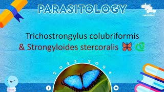 L6 part 2 Trichostrongylus colubriformis and strongyloides stercoralis Parasitology [upl. by Airreis34]