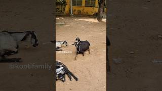 Kooti ku palagaram kuduthachi😃🥰🥰 kootifamily goats goateating asmr tamil [upl. by Ahsenauj]