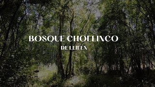 Venta Privada Bosque Chollinco de Llifen [upl. by Bathsheba]