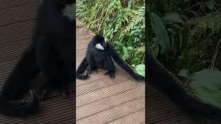 White Cheeked gibbon  Animal Loving moments ❤ shorts viralshorts status [upl. by Aleahcim]