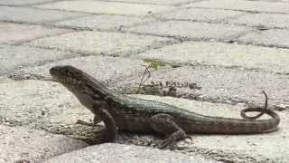 Florida Curly Tail Lizard  Leiocephalus carinatus  FL 2015 [upl. by Zennas769]