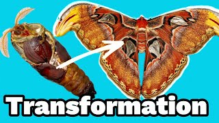 Moth hatching amp drying her wings Timelapse Atlas moth lifecycles [upl. by Giarc]