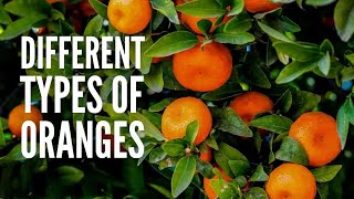 15 Types of Oranges You Should Know [upl. by Odab]