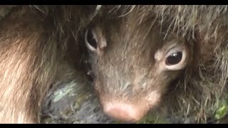 MollyWally and their newborn WOMBAT BABY Zoo Budapest 28 April 2013 [upl. by Lethia]