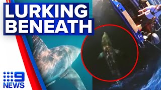 Queensland fisherman circled by massive great white shark  9 News Australia [upl. by Ecienahs524]