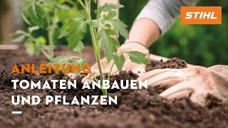 Anleitung Tomaten anbauen und pflanzen [upl. by Rebak555]