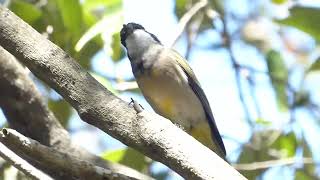 Australian Golden Whistler Pachycephala p pectoralis Yamba NSW Australia 18 Mar 2022 [upl. by Scholem]