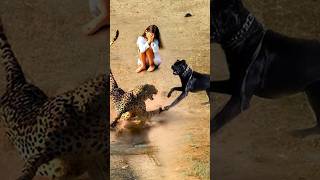 😱 Dog Turns into Beast Saves Girls from Jaguar [upl. by Aissak436]