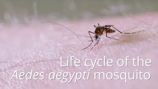 Life cycle of the mosquito Aedes aegypti [upl. by Acsot]