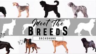 Meet the Breeds Dachshund [upl. by Adiuqram]