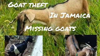 Xxtreme loss goat due to theft [upl. by Gassman]