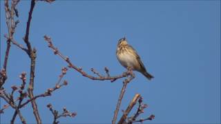 Singing Tree Pipit [upl. by Engel]