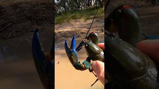 Big Winter Yabbies Catch and Cook [upl. by Huntley]