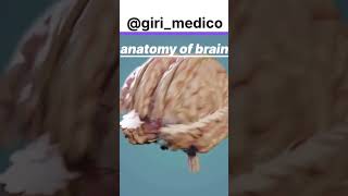 Anatomy of brain 🧠anatomy physiology doctor shorts science biology medical structure neet [upl. by Fennessy]