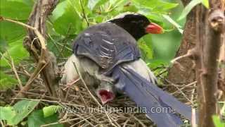 Parenthood footage of Redbilled Blue Magpie [upl. by Horne]