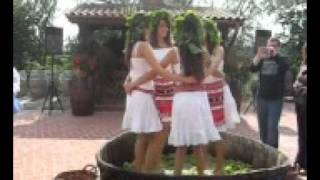 Fete dansand in struguri la Cramele Recas 2flv [upl. by Lavinie502]