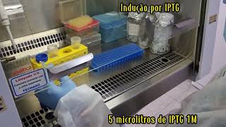 Indução da expressão da proteína recombinante por IPTG [upl. by Karlotta733]