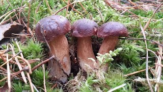 Польские грибы Boletus badius в октябре [upl. by Laius]