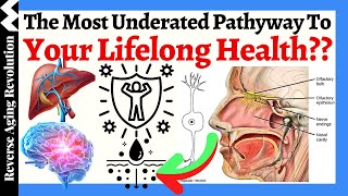 THIS May Be The MOST UNDERATED Pathway To Your Lifelong Health [upl. by Eitsym]