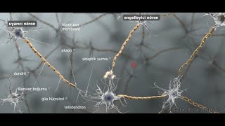 Sinir Sistemi animasyonlu özet anlatım [upl. by Ripley]