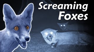 Screaming Foxes [upl. by Dowzall]