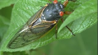 17 year Locusts video  Cicadias hatching everywhere [upl. by Filippo]