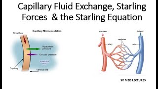 Capillary Fluid Exchange Starling Forces amp the Starling Equation [upl. by Denver728]