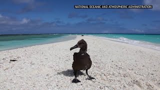 Iconic bird sanctuary ravaged by plastic and death [upl. by Corty217]