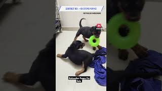 Rottweiler Attitude Vaccinated Rottweiler Puppy For Sale In Ahmedabad Gujarat shorts trending dog [upl. by Grimonia]