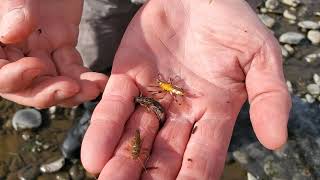 Are Golden Stonefly Nymph Actually Gold  Solitude Golden Stone vs Real Thing [upl. by Haliak410]