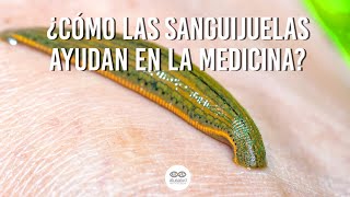 Las sanguijuelas en la medicina antigua y moderna  Curiosidades Médicas [upl. by Gabriellia961]