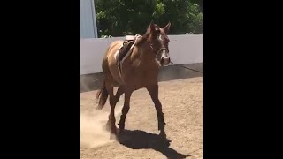 DGS Told Me Tales  2020 AQHA Mare by PR Tells A Tale  Video 62022 [upl. by Ruamaj]