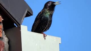 Common Starling mimicry part 2 [upl. by Brahear]