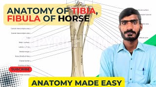 lecture no 24Anatomy of tibia fibula of horseVeterinary anatomy in HindiUrdu [upl. by Siegel249]