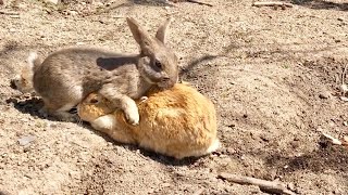 Rabbits in heat A rabbit eager to mate Mating [upl. by Tirza475]