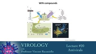 Virology 2014 lecture 20  Antivirals [upl. by Auhsuoj]