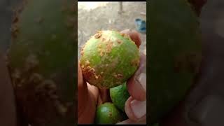 Citrus canker disease caused by Xanthomonas citri citrusdiseases citrus citruscanker [upl. by Uranie]