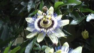 Blue Passion Flower Passiflora caerulea [upl. by Ahtera]