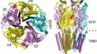 Difference Between Muscarinic and Nicotinic Receptors [upl. by Ahsielat40]