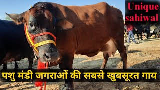 पशु मंडी जगराओं 23112022 Unique Sahiwal cow at sale in pashu mandi jagraon cow video jbs video [upl. by Norek]