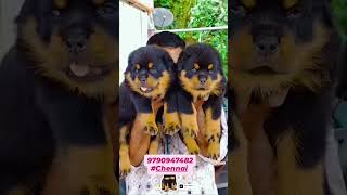 Rottweiler Puppies Availabledog [upl. by Rene741]