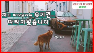 세계여행중 포르투갈에서 만난 유기견을 따라가봤더니 이런 반전이🇵🇹ㅣENGㅣ여행유튜버ㅣ [upl. by Atteuqehs882]