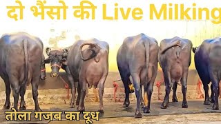 दोनो भैंस ने तोला गजब का दूध 3rd Live Milking Najender Fouji Rawari 💯 [upl. by Araiet]