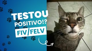 MEU GATO TEM FIVFELV E AGORA [upl. by Betteann]