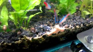 Guppy fry and neon tetra go crazy for food [upl. by Eeralav]