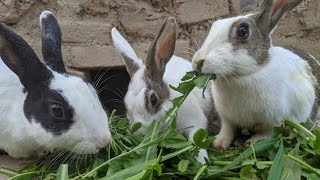 Cute Bunny video  Beautiful Rabbit scene  Adorable Rabbit 🐰🐰  Short Video Rabbit  Hd Video [upl. by Ias]