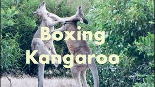 Boxing Kangaroo  Kangaroo Fighting [upl. by Billmyre]